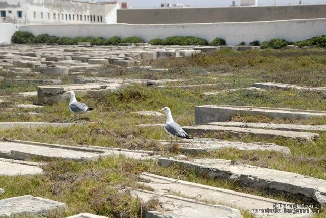 maroc essaouira cimetiere juif 1 tombes  ZEB2247 (4)