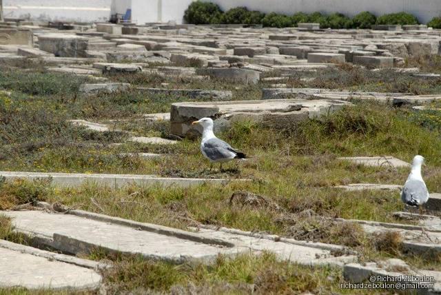 maroc essaouira cimetiere juif 1 tombes animaux oiseau  ZEB2247 (5)