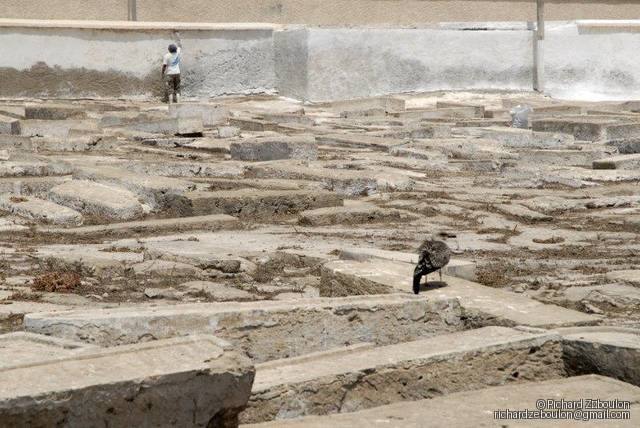 maroc essaouira cimetiere juif 1 tombes animaux oiseau mouette ouvrier  ZEB2247 (11)