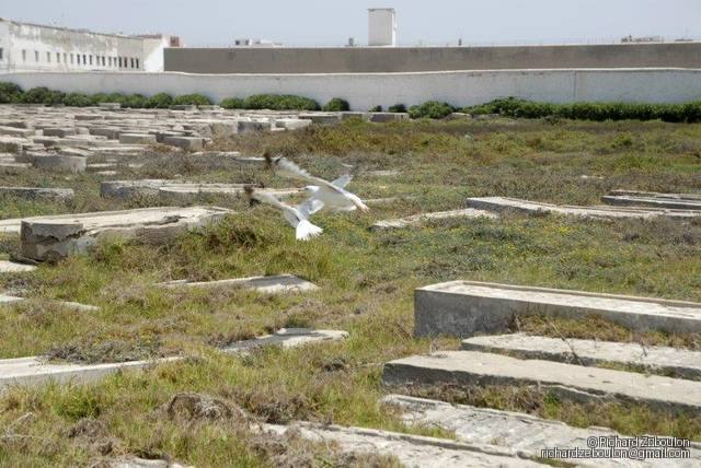 maroc essaouira cimetiere juif 1 tombes animaux oiseaux  ZEB2247 (6)