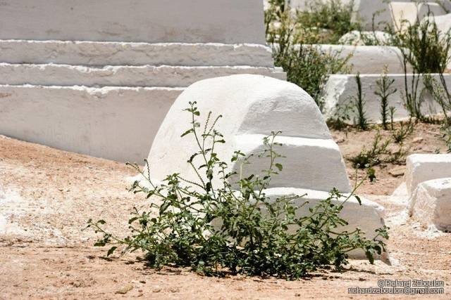 maroc meknes cimetiere juif ancien tombes ZBL 9975
